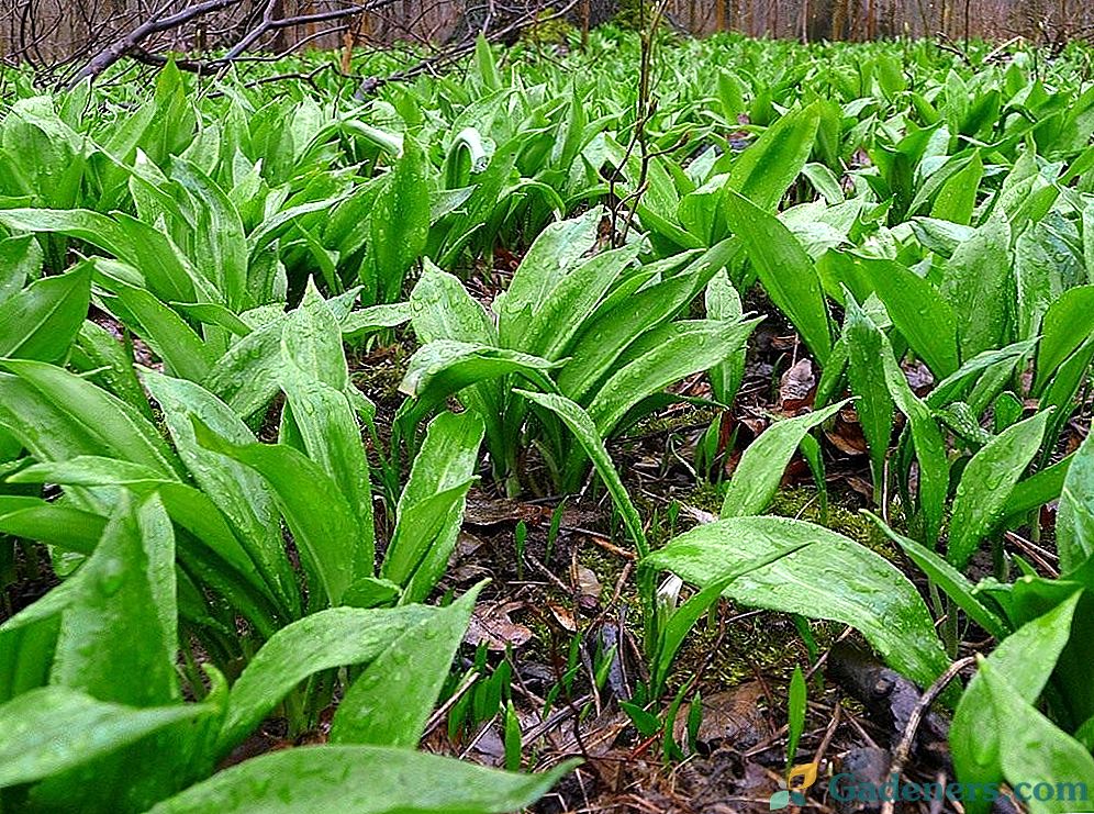 Ramson - uzgoj i korisna svojstva