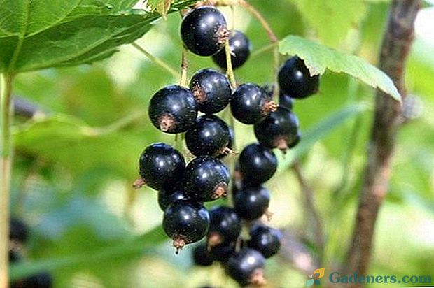 Черно френско грозде - зрънце за здраве