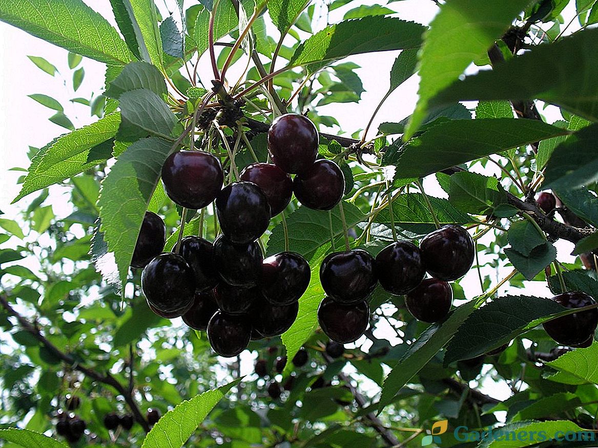 Co dělat, pokud třešně nevede ovoce?