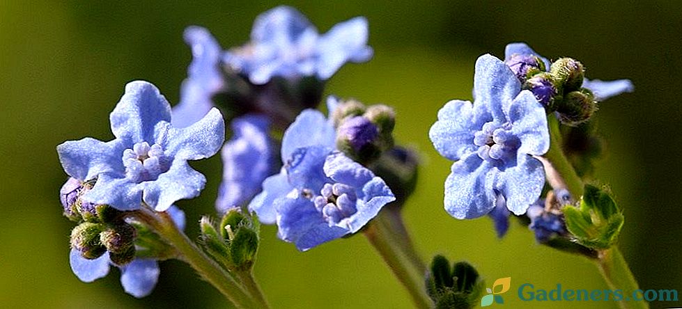 Tsinoglossum, arba Chernokoren - mėlynas blizgesys