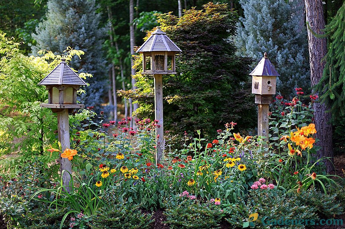 Kwiatowy ogród dla ptaków