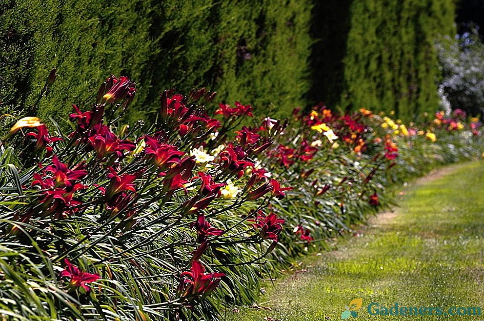 Gėlių sodo juosta ar išplėstas vienos sienos