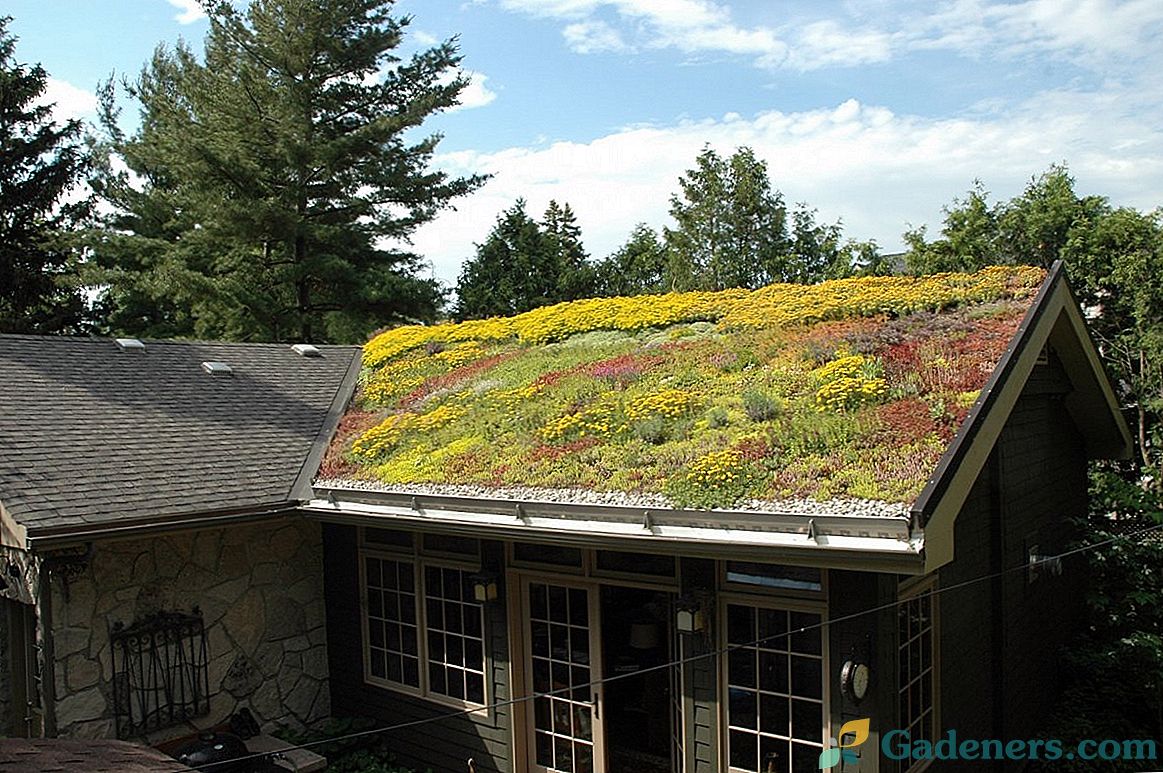 Многогодишни цветни лехи на покрива - характеристики на организацията