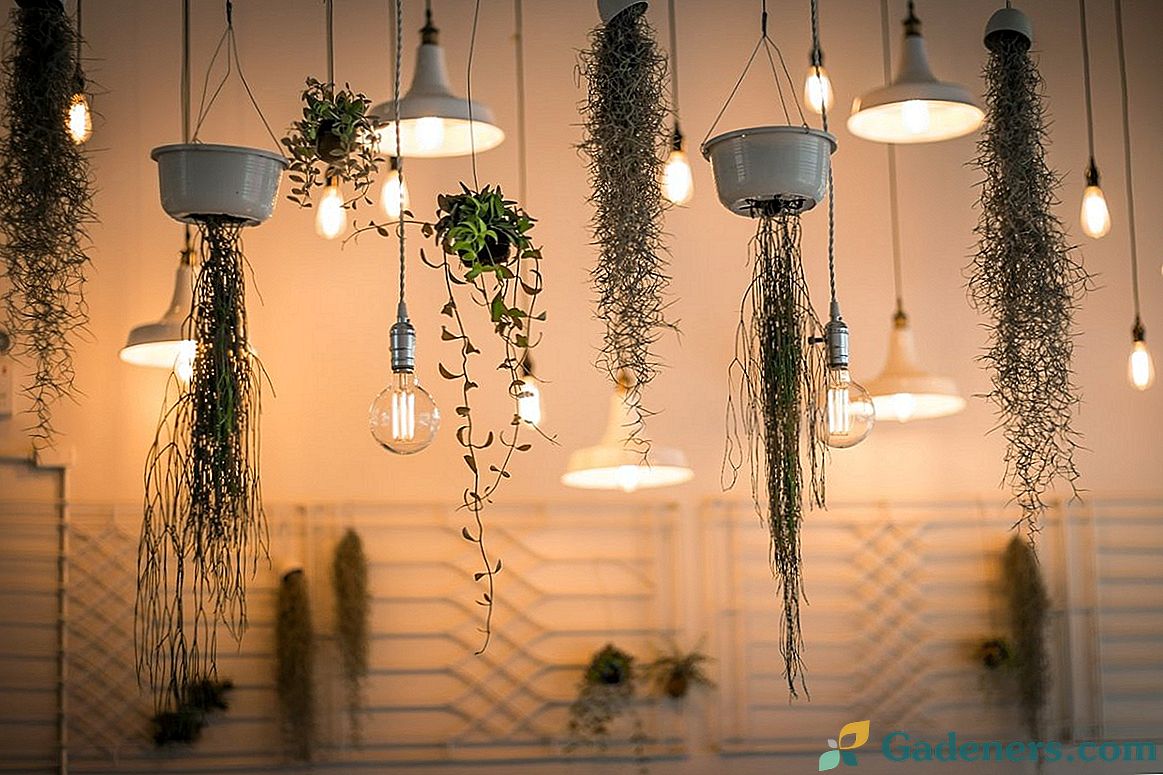 Dekoratyvinis apšvietimas kambariniams augalams
