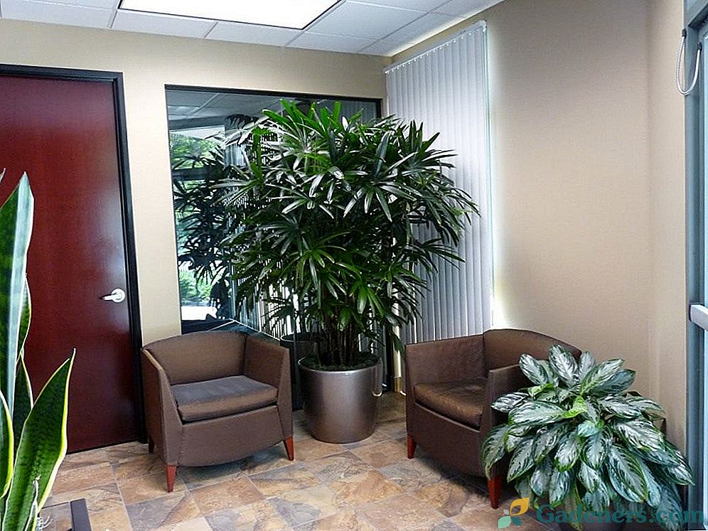 Декоративне затворене биљке у сали и на слетању