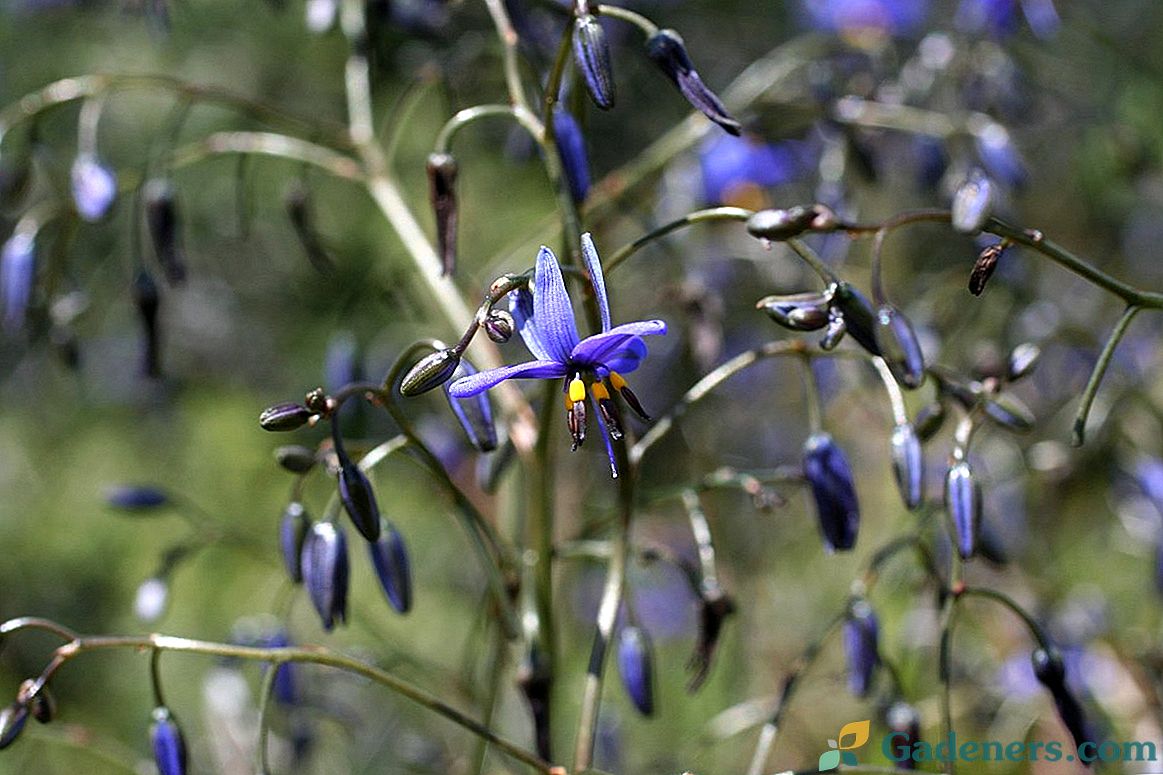 Dianella je elegantná víla