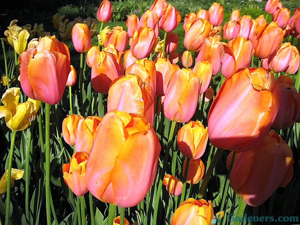 Wspaniałe rodzaje tulipanów