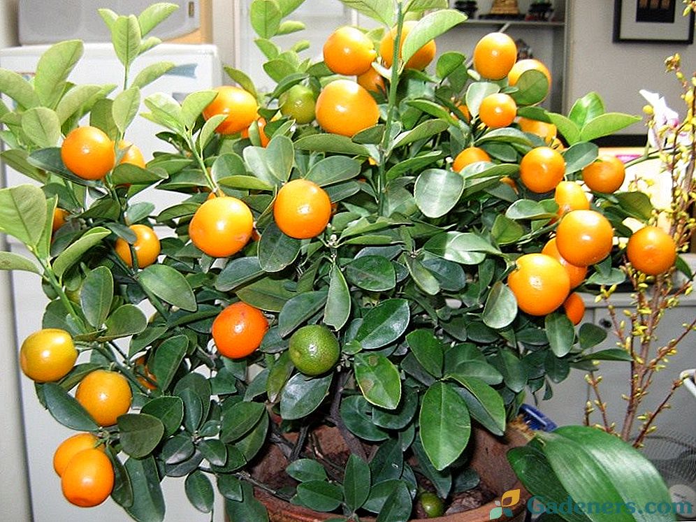 Domače mandarino