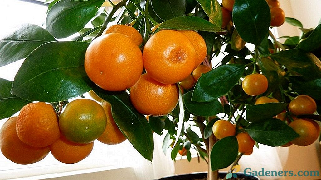 Domaća mandarina iz kosti: od A do Z