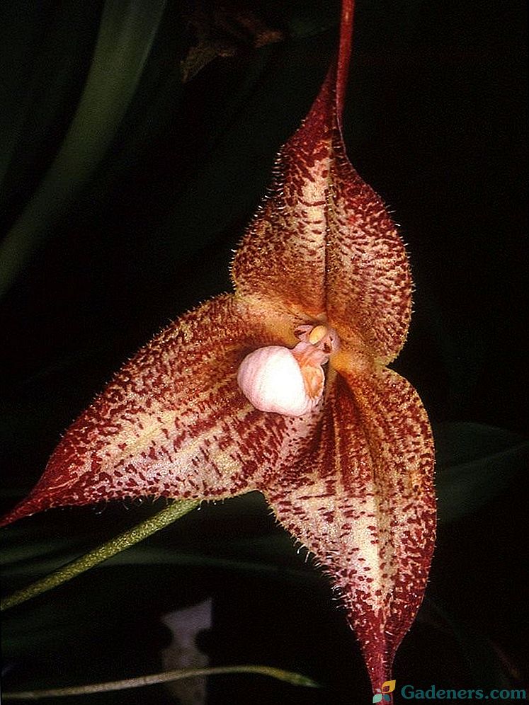 Dracula - przerażająca piękna orchidea