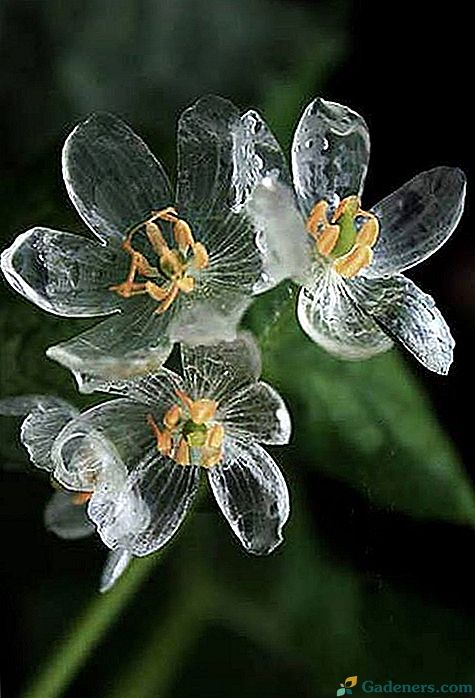 Dva listy - priehľadná kvetina