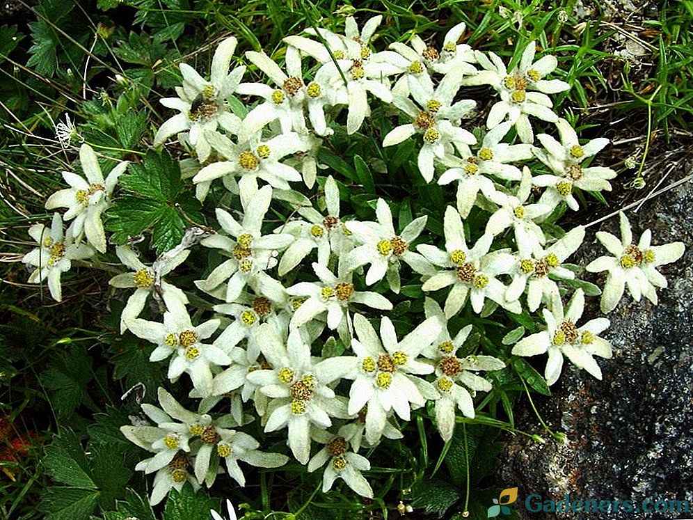 Edelweiss - ušľachtilý biely