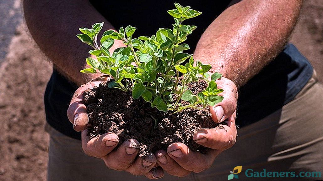Efektīva augsnes auglības atjaunošana ar bioloģiskiem produktiem