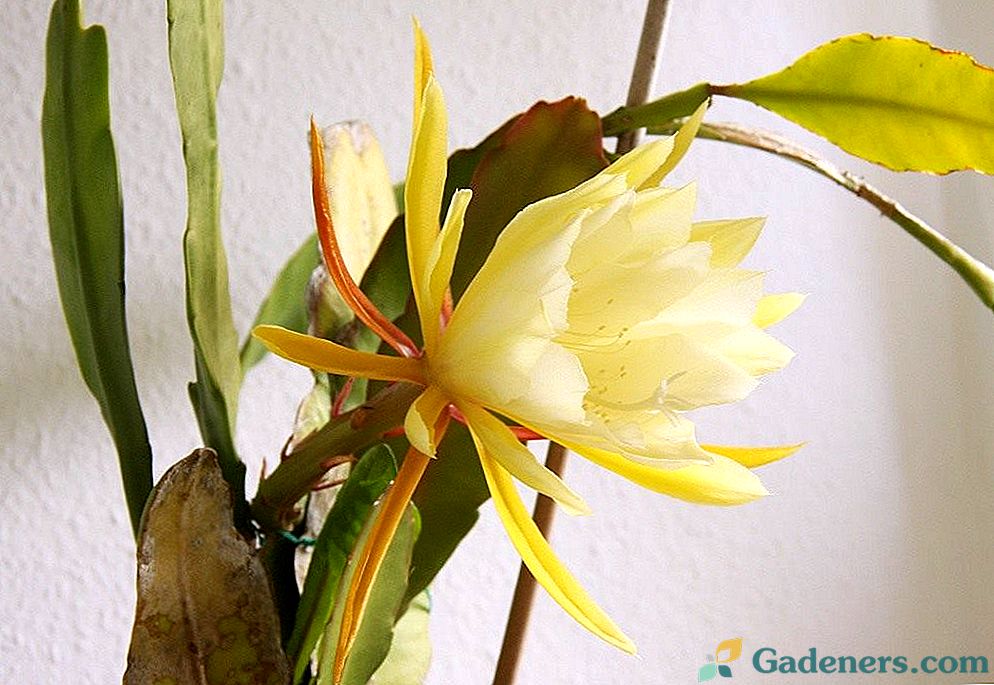 Epiphyllum - liściasty kaktus