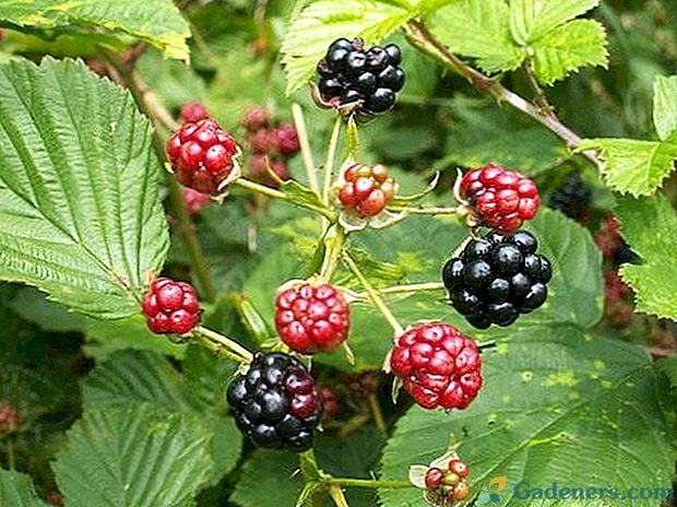 Blackberry nebo vůně lesa