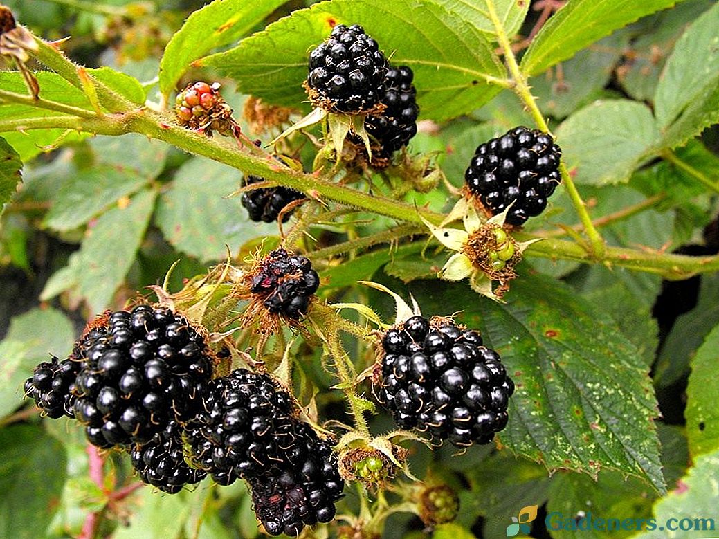 Blackberry - rastlina-liečiteľ v krajine
