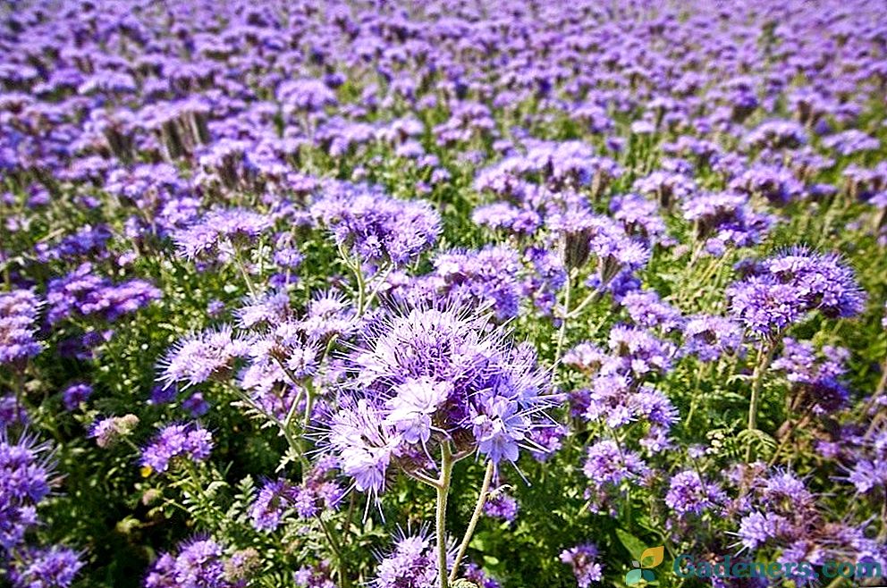 Phacelia - zaļais mēsls, medus augs, dārza apdare