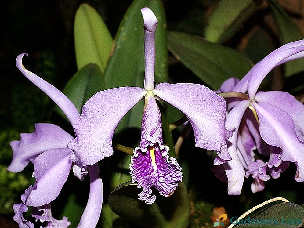 Orchid mīļākais