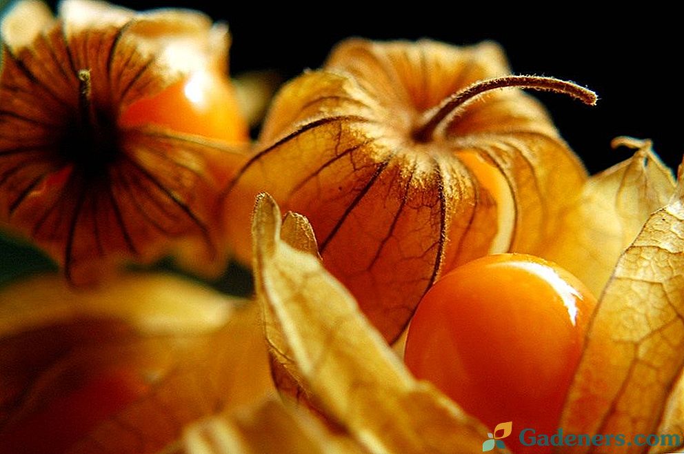 Physalis jedlý