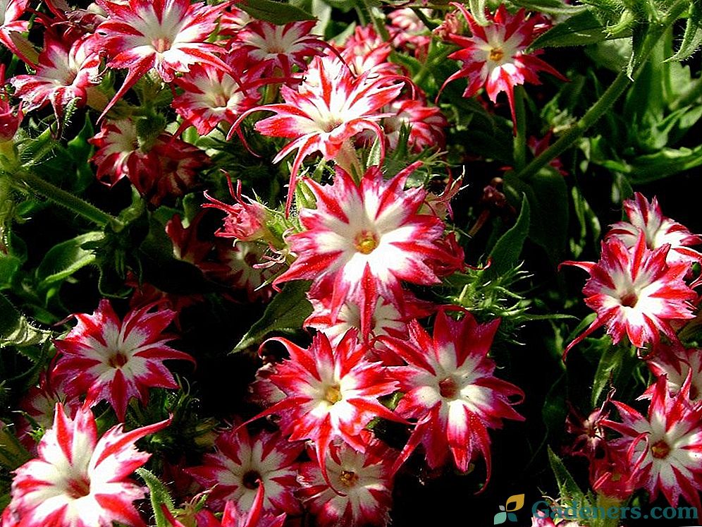 Drummond Phlox - liepsnos liepsna