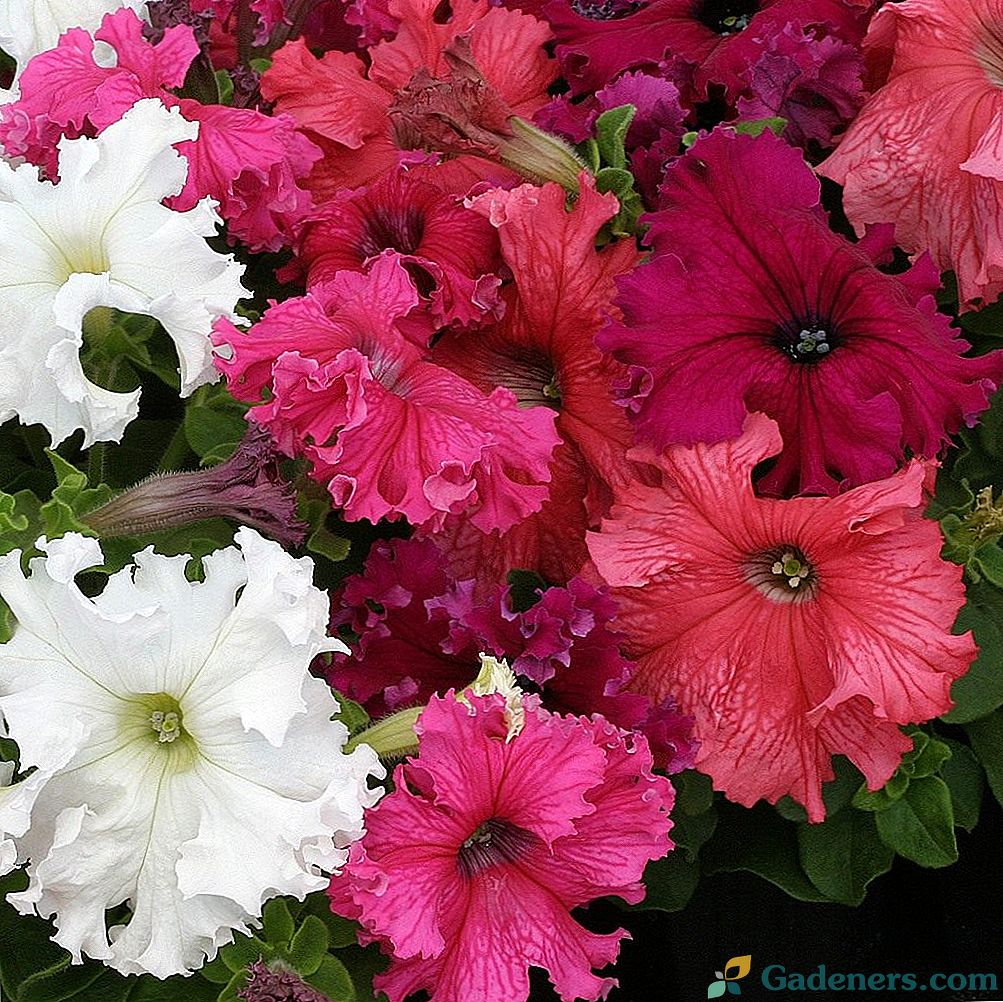 Lovelitia - petúnie s obrovskými kvetmi
