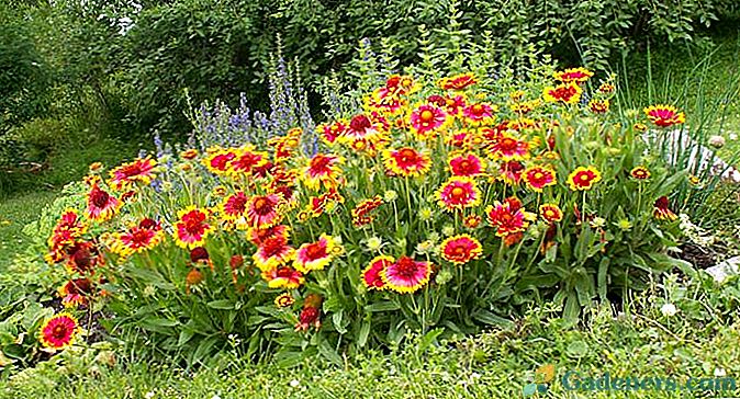 Gaillardia - spalvinga daisy