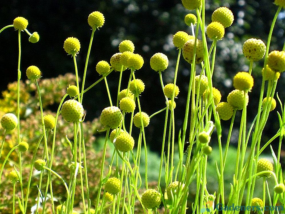 Хеленият аромат, или Cephalophora - ягодова трева