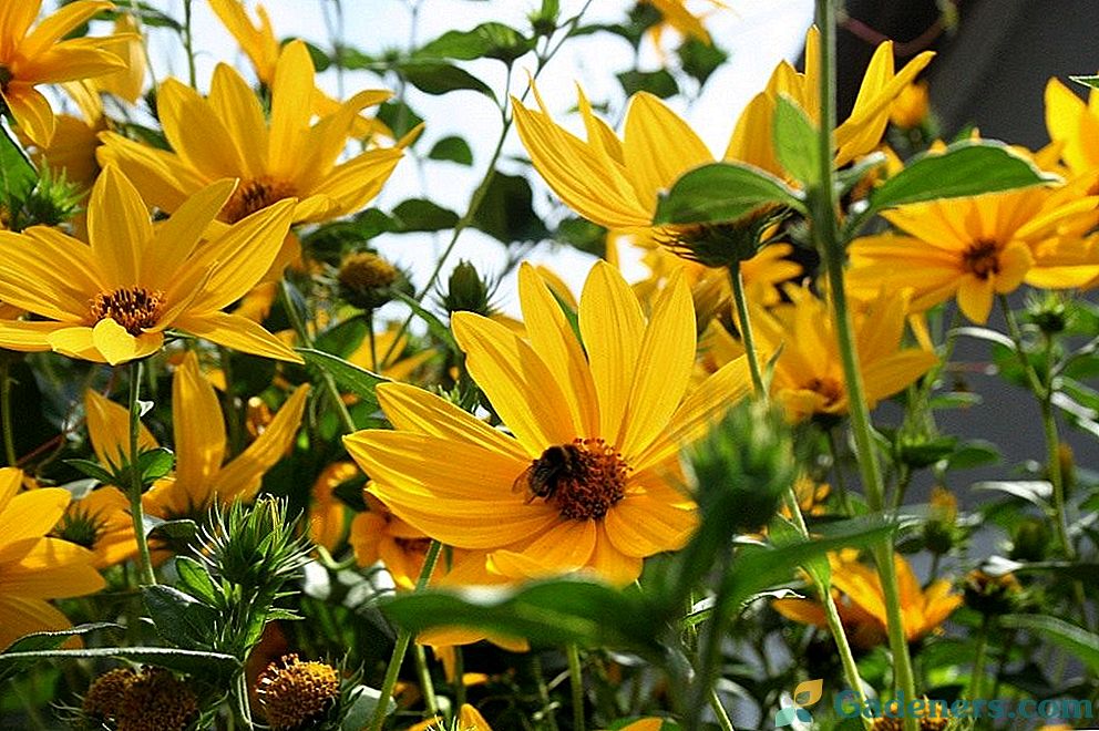 Heliopsis - saule ziedu dārzā