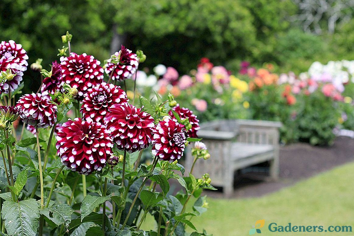 Garden Dahlia - описание, класификация, употреба