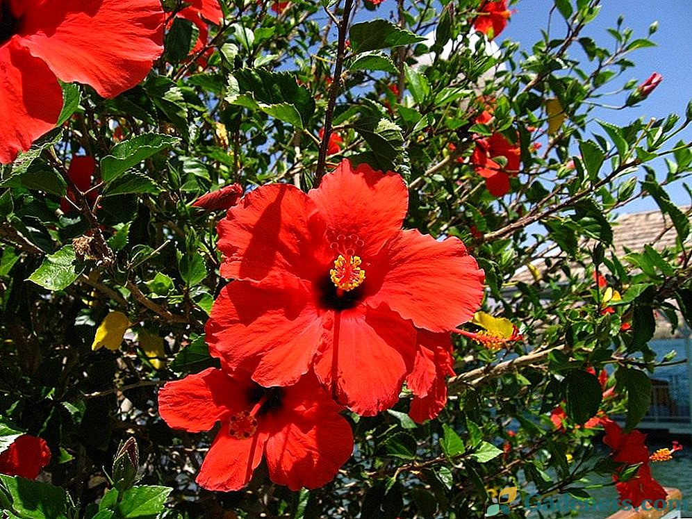 Hibiscus - kinų rožė