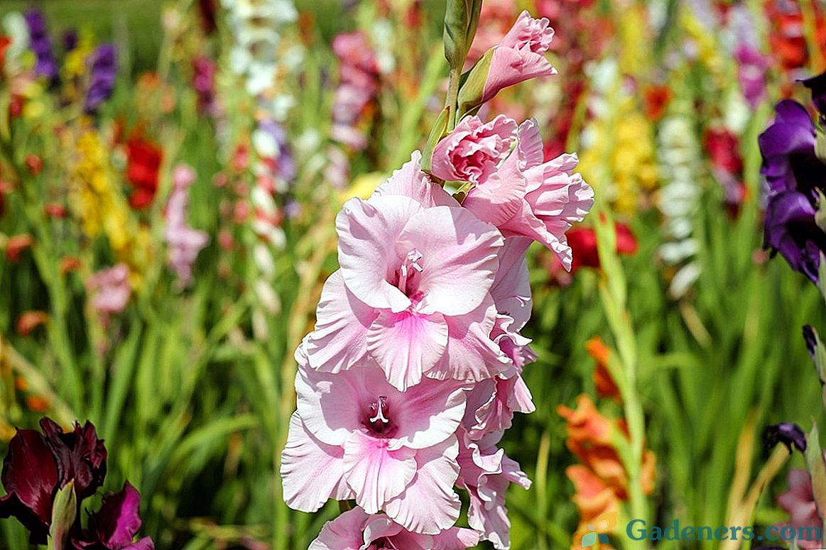 Gladiolus - meč kvet