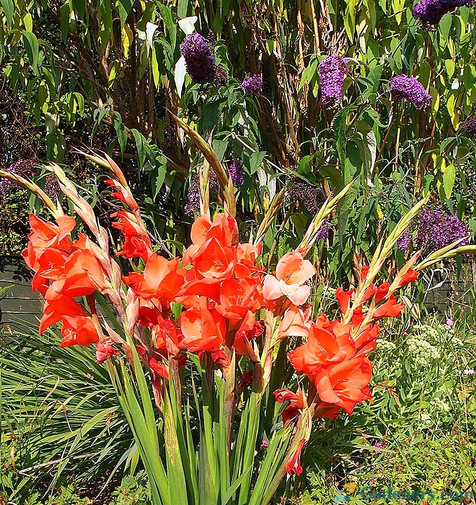 Hrdý Pohľadný - Gladiolus