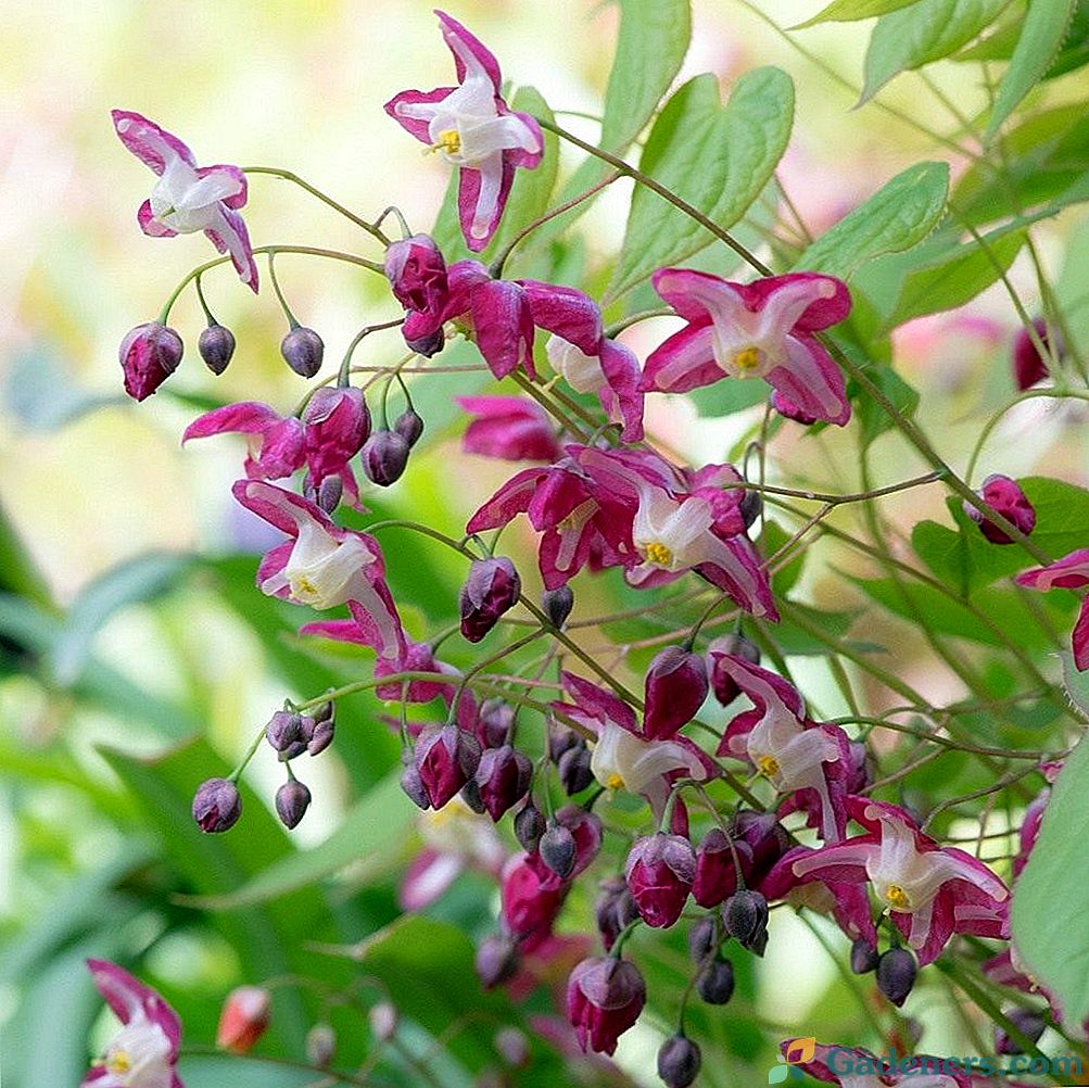 Goryanka, ali neponovljiva cvet eludov epimedium