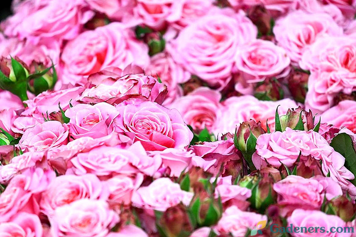 Rose sagatavošana rozēm
