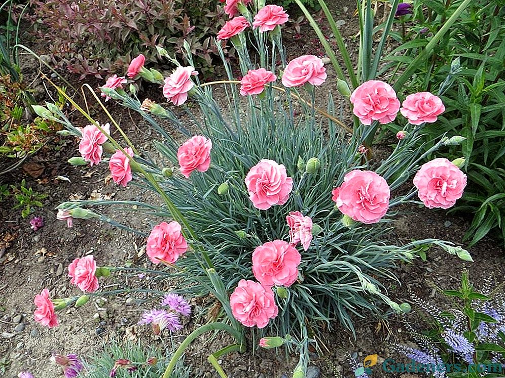 Carnation - cvet Zeusa