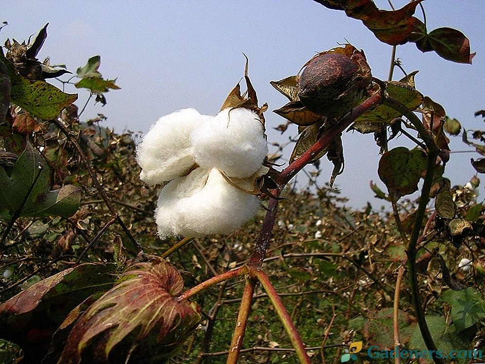 Bavlna - denimová rostlina