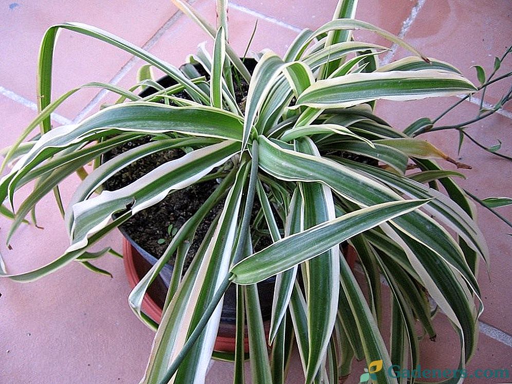 Chlorophytum - zaprta rastlina, ki mora biti v vsakem domu