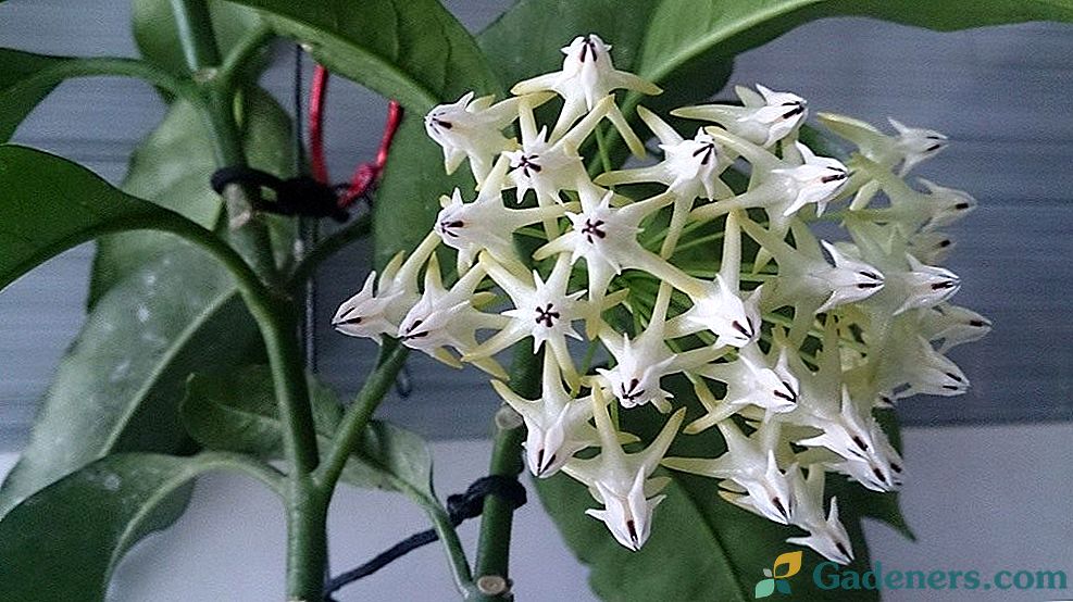 Hoya - pahuljaste cvjetnice