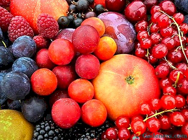 Przechowywanie owoców i jagód
