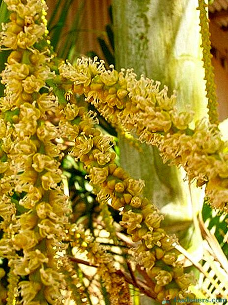 Chrysalidocarpus - златен плод