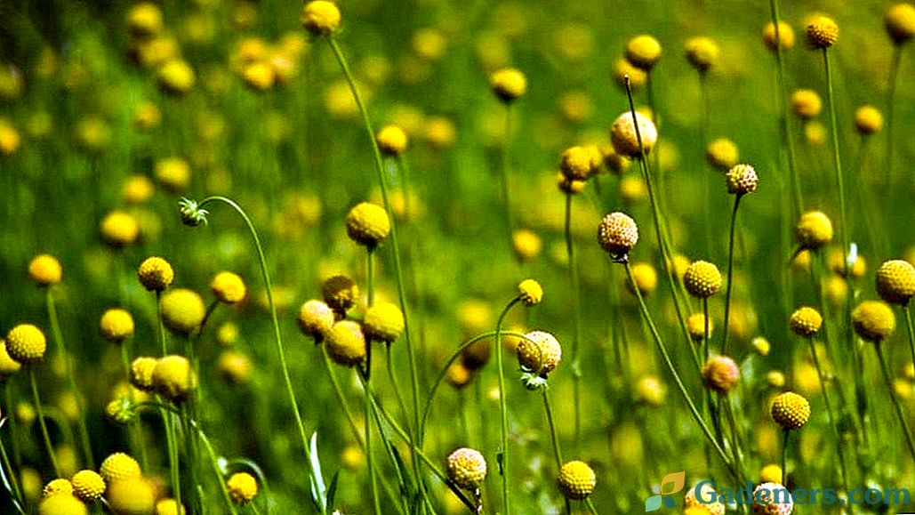 Idealne loptice cvjetova cefalofora mirisne