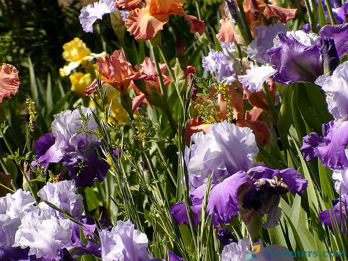 Iris u vrtu - klasifikacija i uporaba u dizajnu