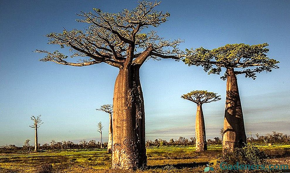 Savannah Giant - Baobab