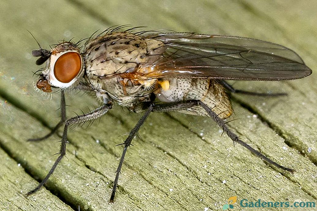 Як боротися з лушпиння мухою?