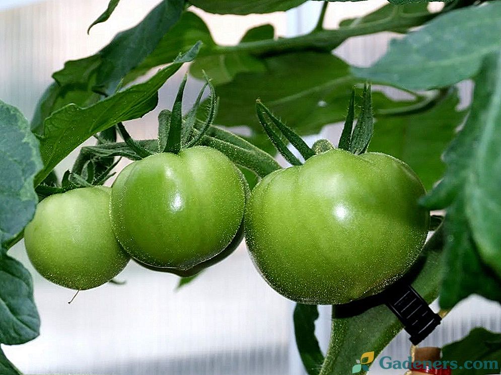 Kako postići visok prinos rajčice kada se uzgajaju u staklenicima?