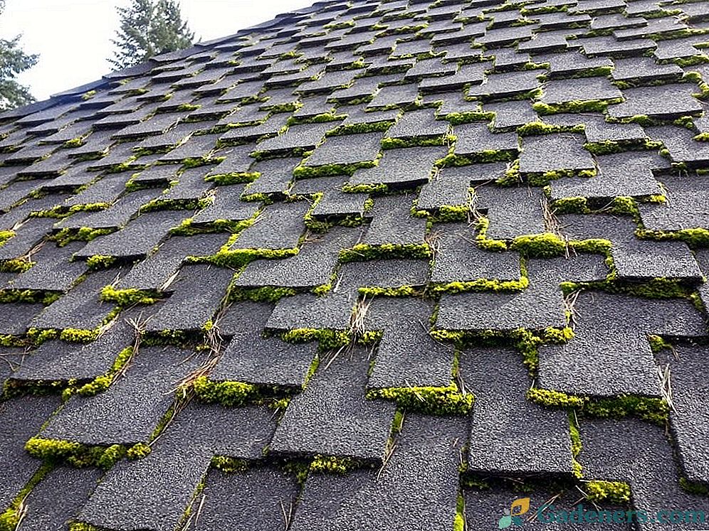 Kako se riješiti mahovine na krovu?