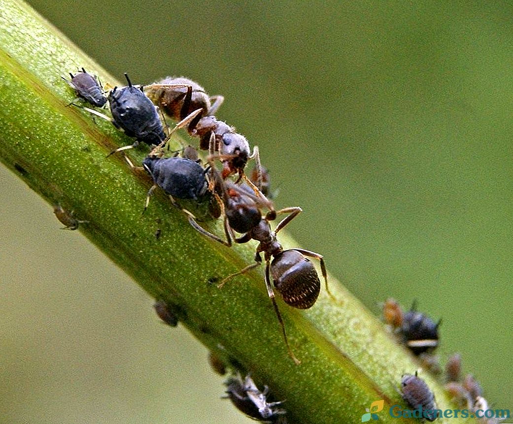 Ako sa zbaviť mravcov na webe?