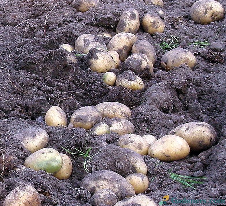 Jak se brambory z ušlechtilého kočáru stěhovaly do selské zahrady