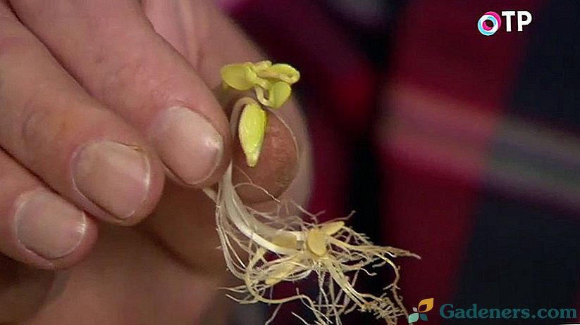 Kako določiti kalitev starih semen?