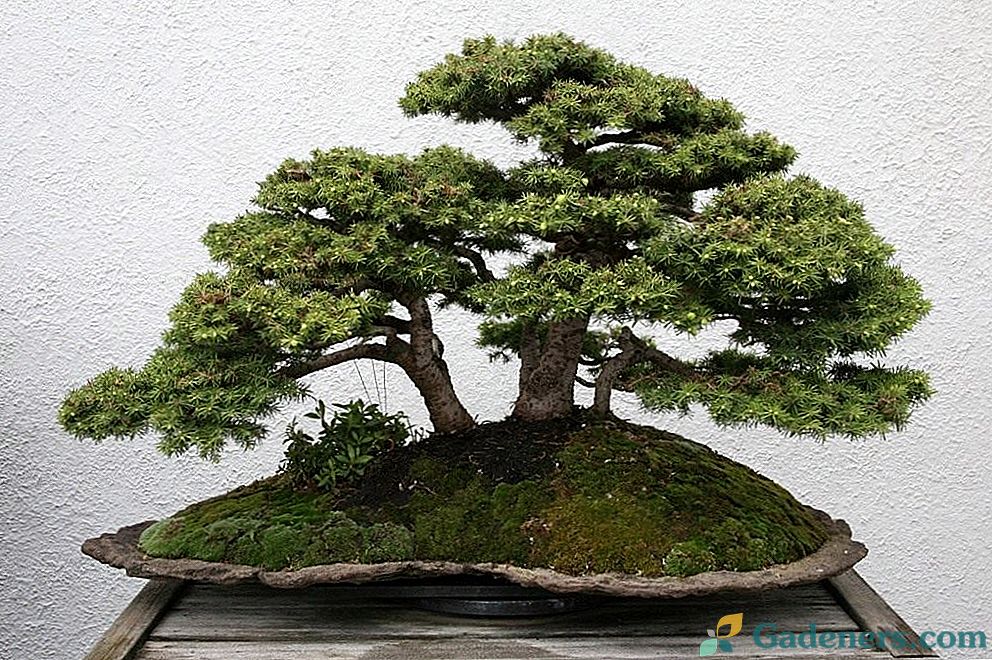 Ako nakŕmiť bonsai?